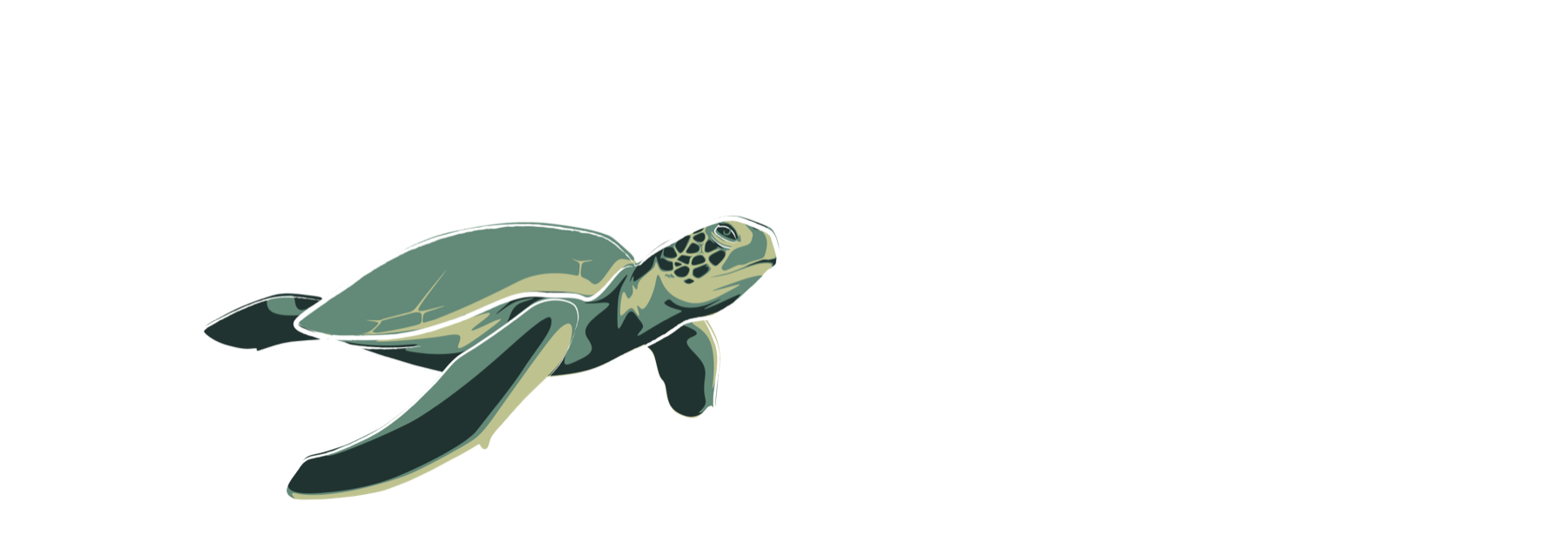 A sea turtle